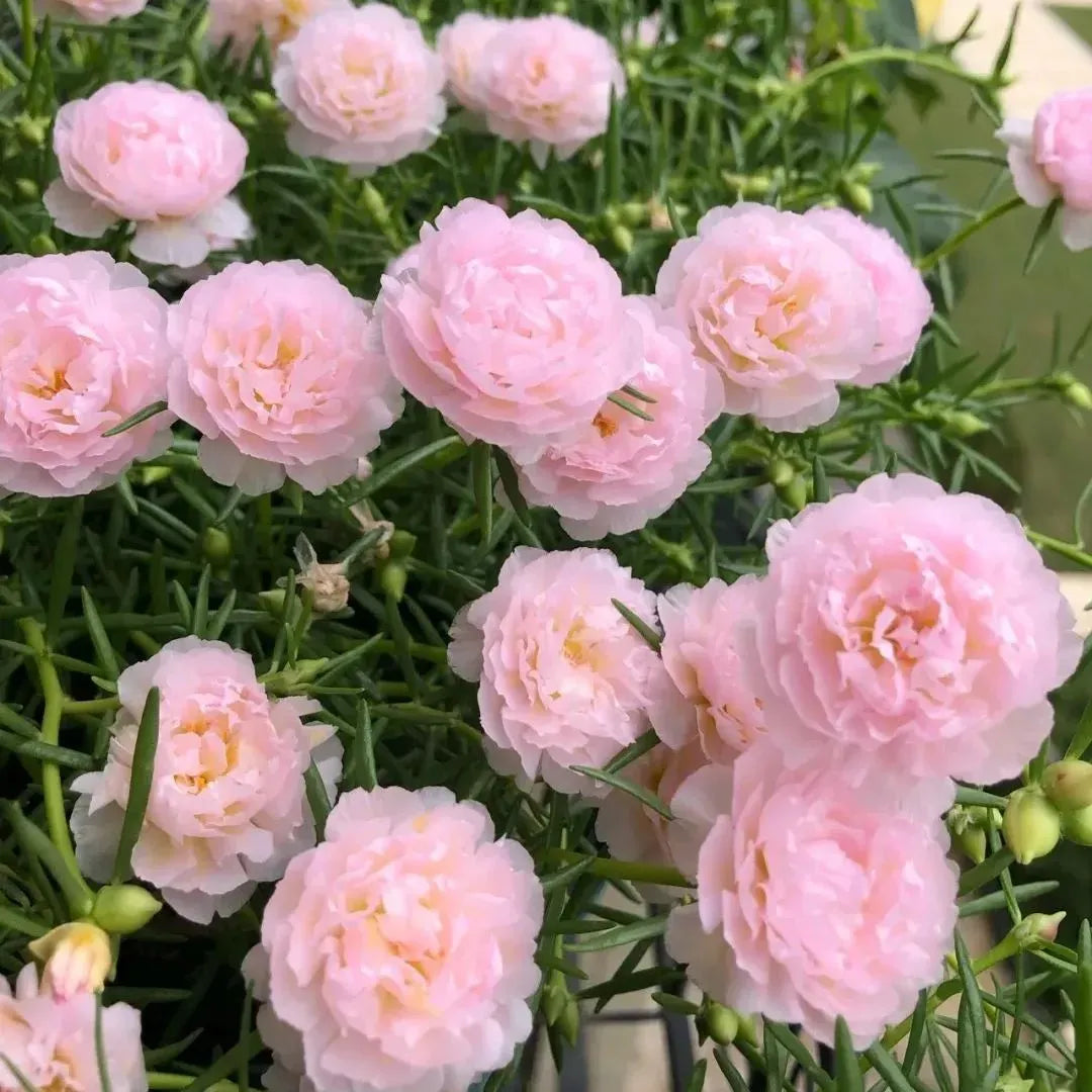 🌸 Różowy