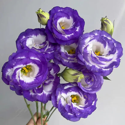 🔥🌸 Łatwe w uprawie nasiona lisianthusa - kwitną w pomieszczeniach i na zewnątrz 🌿
