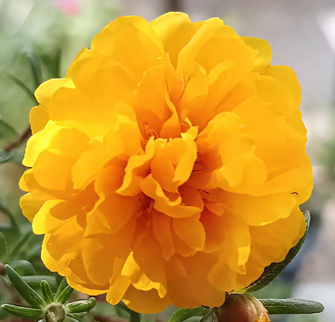 💛 Żółty