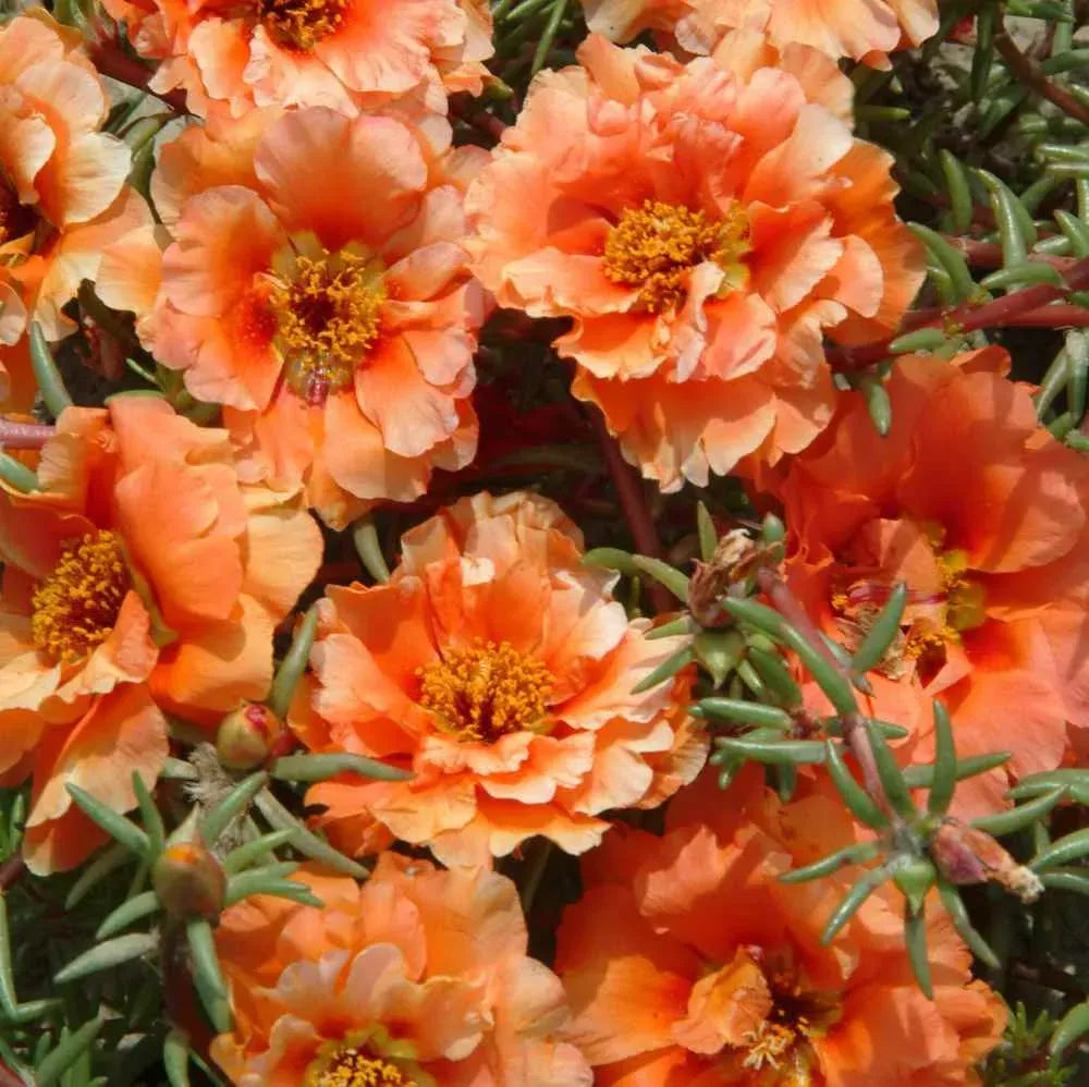 🧡 Pomarańczowy